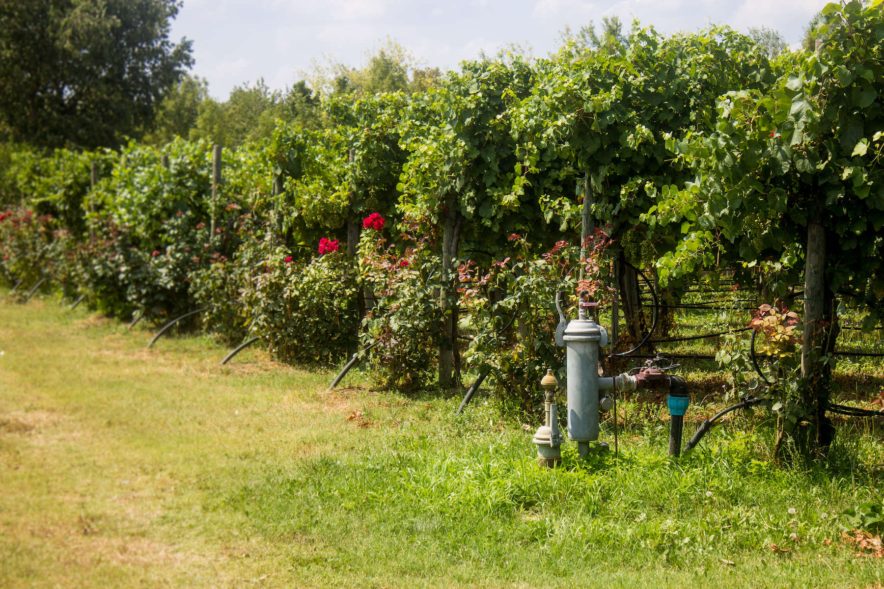 En blanding af Trebbiano- og Lambrusco-druer udgør Leonardis balsamico.